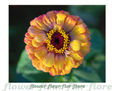Flor 9