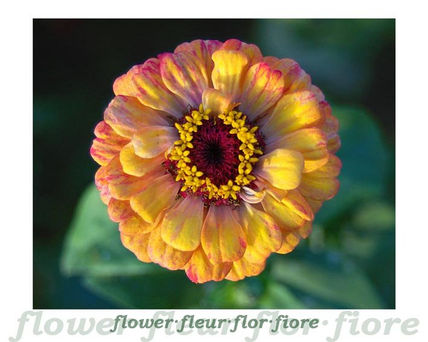 Flor 9