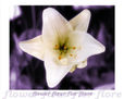 Flor 12