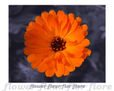 Flor 14