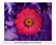 Flor 17