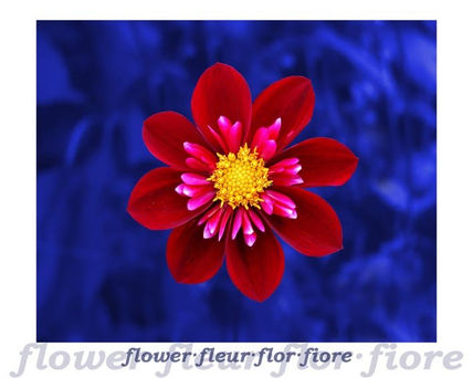 Flor 20