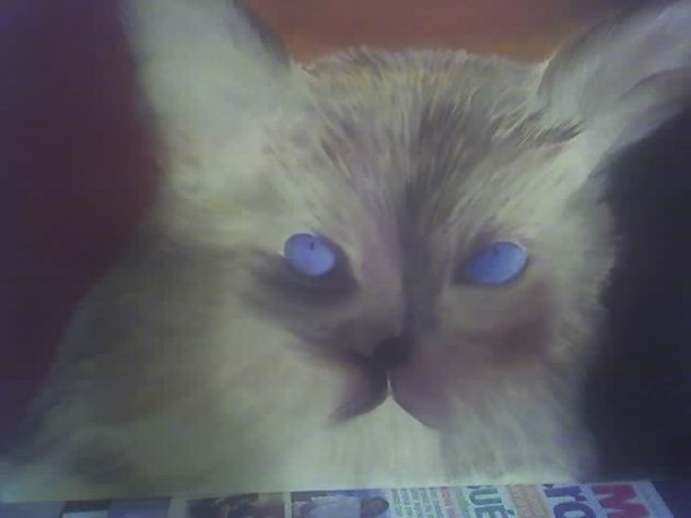 gato de ojos celestes