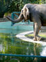 Maracay-Lucky la elefante del zoo