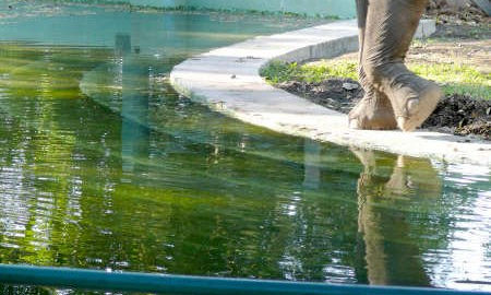 Luky la elefanta del zoológico de maracay en Venezuela