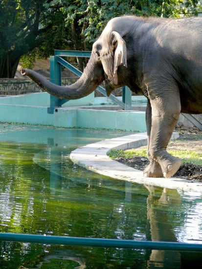 Maracay-Lucky la elefante del zoo Photojournalism and Documentary Color (Digital)