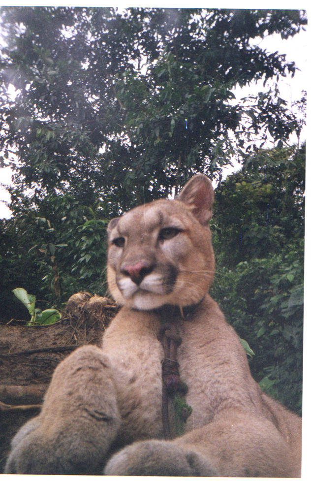 Salvaje