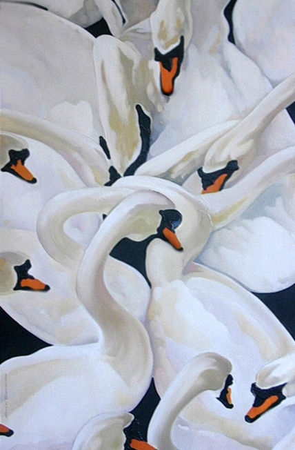 Cisnes_1