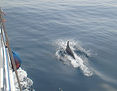Botlenose Dolphin