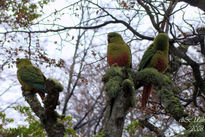 Cotorras en Ushuaia