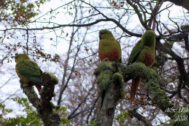 Cotorras en Ushuaia Naturaleza Color (Digital)