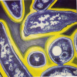 colección bacterias thumbnail 1