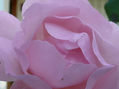 ROSA ROSA