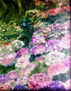 JARDÍN CON HORTENSIAS