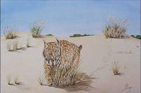 "Lince en Doñana"