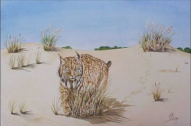 "Lince en Doñana" Watercolour Paper