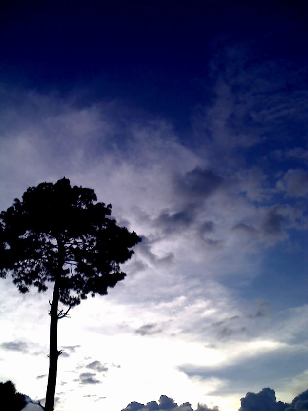 Aquel Árbol (Mis Primeras Fotografías)