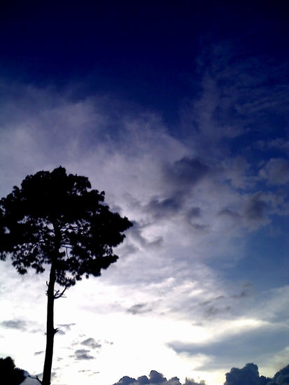 Aquel Árbol (Mis Primeras Fotografías) 