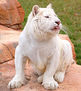 El Gran Blanco