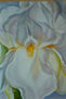 orquidea pastel