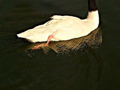 El cisne 