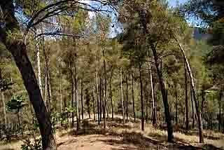 Bosques de los Montes de Malaga km 555 Ctra. Colmenar Arquitectura e interiorismo Blanco y Negro (Digital)