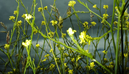 Flores
