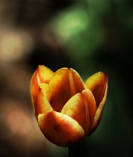 Tulipan