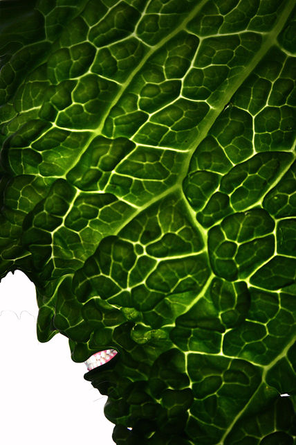 Lechuga