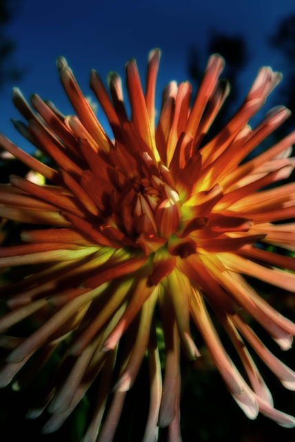 Flor