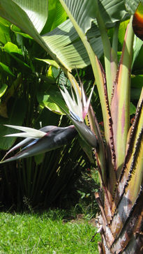 Flor de platanillo