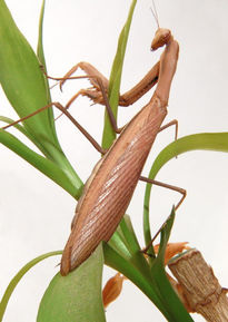 Mantis 1