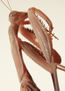Mantis 2