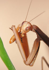 Mantis 4