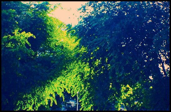 Luces y Ramas