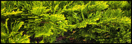 Luces y Ramas