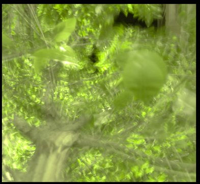 Luces y Ramas
