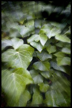 Luces y Ramas