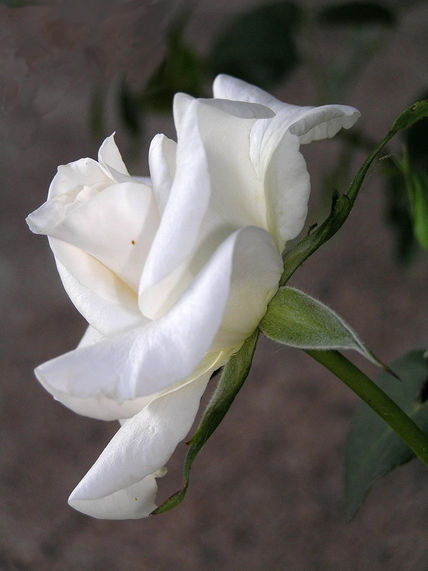Petite blanche 2
