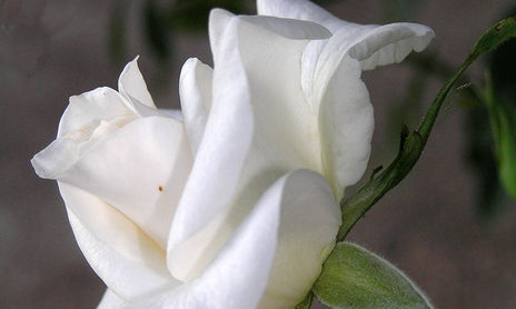 Rosas