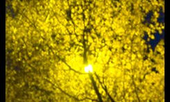 Luces y Ramas