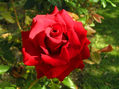 Rose rouge