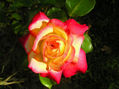 Rosa bicolor