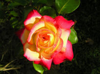 Rosa bicolor