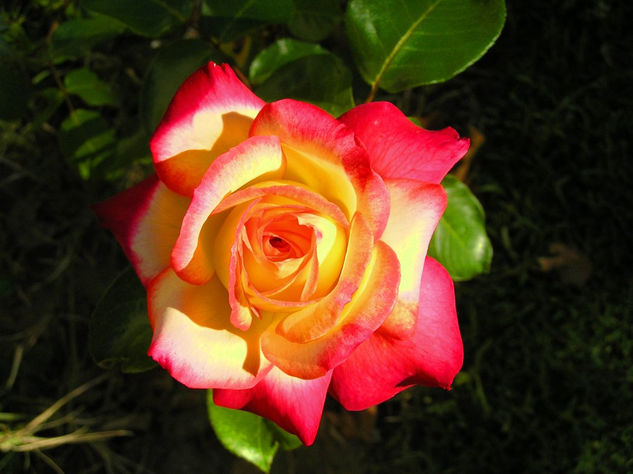 Rosa bicolor 