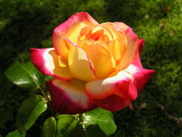 Rosa bicolor 2