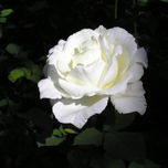 Rosas thumbnail 2