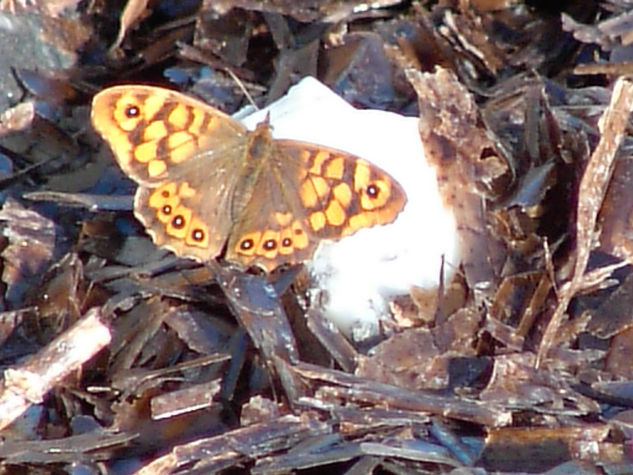 Mariposa 