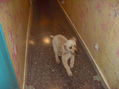perro corriendo