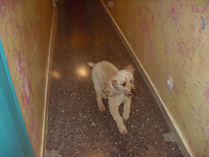 Perro corriendo